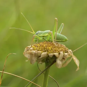 A grasshopper perched on a wilted flower in a green natural setting A grasshopper perched on a wilted flower in a green natural setting