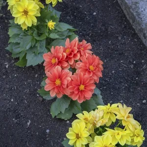 Grave with garden dahlias (Dahlia x hortensis)
