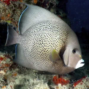 Gray angelfish (Pomacanthus arcuatus) Gray angelfish (Pomacanthus arcuatus)