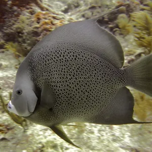 Gray angelfish (Pomacanthus arcuatus) Gray angelfish (Pomacanthus arcuatus)