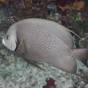 Gray angelfish (Pomacanthus arcuatus)
