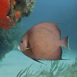 Gray angelfish (Pomacanthus arcuatus)