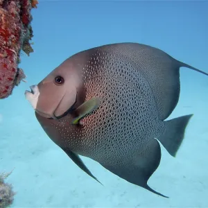 Gray angelfish (Pomacanthus arcuatus)