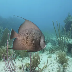 Gray angelfish (Pomacanthus arcuatus) in a typical Caribbean reef
