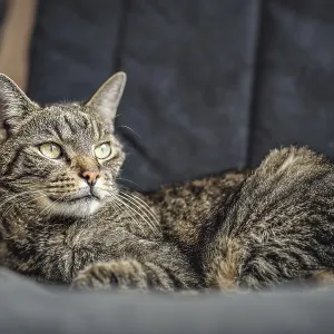 Gray brown tabby cat resting on armchair Gray brown tabby cat resting on armchair