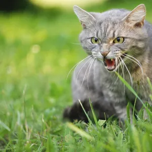 Gray cat in grass with an aggressive expression Gray cat in grass with an aggressive expression