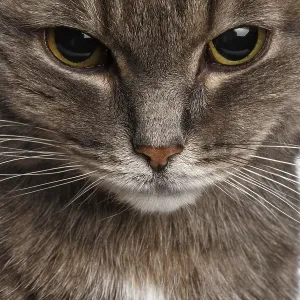 Gato gris bajó la cabeza culpablemente sobre fondo blanco.