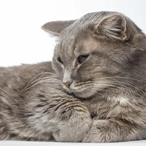 Gato gris acostado con las patas juntas sobre fondo blanco.