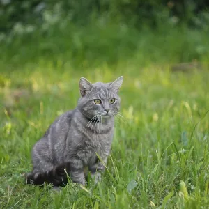 Gray cat sitting in a lush, green grass field Gray cat sitting in a lush, green grass field