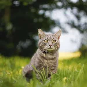 Gray cat in a tranquil setting of grass and greenery Gray cat in a tranquil setting of grass and greenery