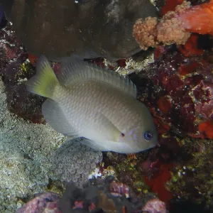 A gray fish, Ambon demoiselle (Pomacentrus amboinensis) A gray fish, Ambon demoiselle (Pomacentrus amboinensis)