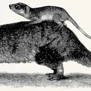 The gray four-eyed opossum (Philander opossum)