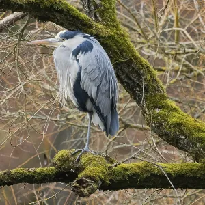 A gray heron (Ardea cinerea) sits on a mossy branch against a tangled background A gray heron (Ardea cinerea) sits on a mossy branch against a tangled background