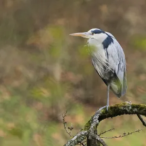 A gray heron (Ardea cinerea) stands on a bare branch covered with moss and lichens in natural surroundings A gray heron (Ardea cinerea) stands on a bare branch covered with moss and lichens in natural surroundings