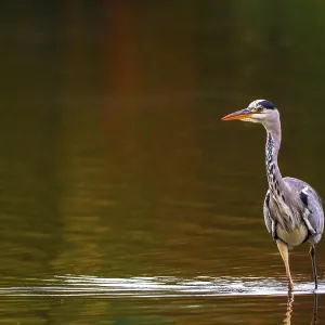 A gray heron in autumn colors, Ruhrpott A gray heron in autumn colors, Ruhrpott