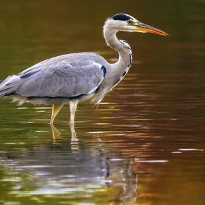 A gray heron in autumn colors, Ruhrpott A gray heron in autumn colors, Ruhrpott