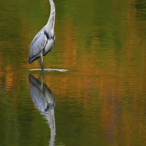 A gray heron is reflected in water in autumn A gray heron is reflected in water in autumn