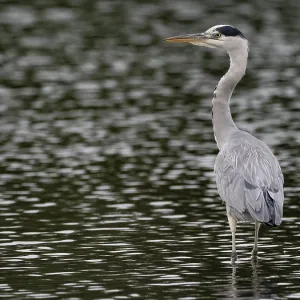 A gray heron stands in agitated water A gray heron stands in agitated water