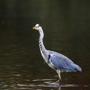 A gray heron stands in shallow water A gray heron stands in shallow water