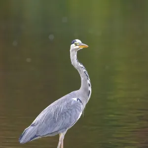 A gray heron stands in shallow water A gray heron stands in shallow water
