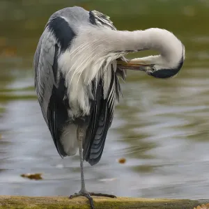 A gray heron taking care of plumage A gray heron taking care of plumage