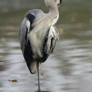 A gray heron taking care of plumage A gray heron taking care of plumage