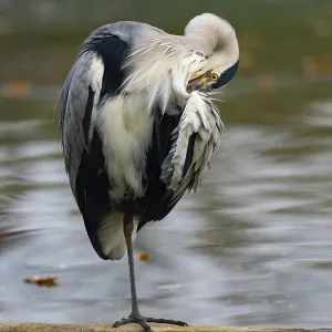 A gray heron taking care of plumage A gray heron taking care of plumage