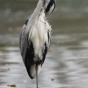 A gray heron taking care of plumage A gray heron taking care of plumage