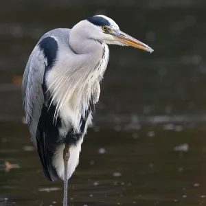 A gray heron on the water, Ruhrpott A gray heron on the water, Ruhrpott