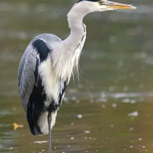 A gray heron on the water, Ruhrpott A gray heron on the water, Ruhrpott