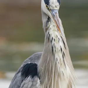 A gray heron on the water, Ruhrpott A gray heron on the water, Ruhrpott