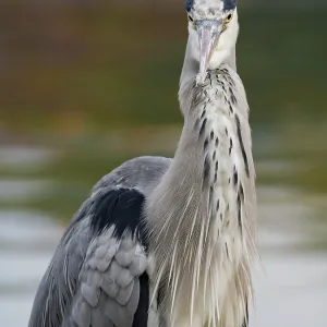 A gray heron on the water, Ruhrpott A gray heron on the water, Ruhrpott