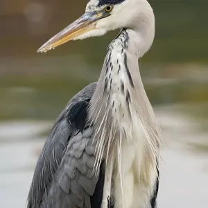 A gray heron on the water, Ruhrpott A gray heron on the water, Ruhrpott