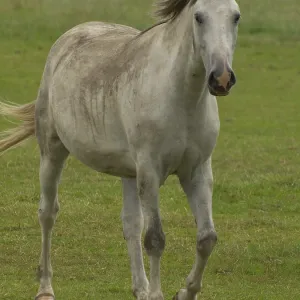 A gray horse gallops easily across a green pasture