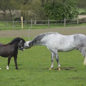 A gray horse interacts friendly with a Shetland pony in the pasture