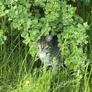 Gray spotted cat with green eyes sits in the bushes and watches against a background of green leaves Gray spotted cat with green eyes sits in the bushes and watches against a background of green leaves