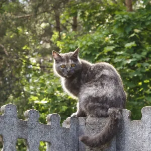 Gray spotted cat with yellow eyes sitting on a concrete fence against a background of green leaves