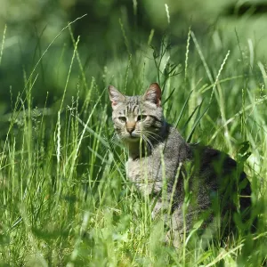 Gray striped domestic cat sitting in the grass Gray striped domestic cat sitting in the grass