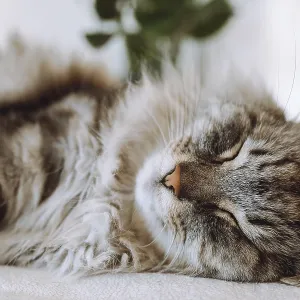 Gray tabby purebred domestic cat sleeps on soft chair cushion Gray tabby purebred domestic cat sleeps on soft chair cushion