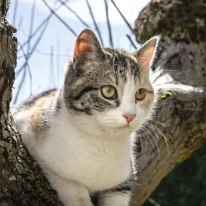 Gray, white and orange cat on a oak tree on sunny day Gray, white and orange cat on a oak tree on sunny day
