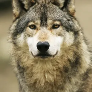 Gray wolf (Canis lupus)