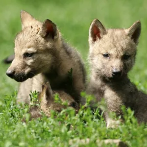 Gray wolf (Canis lupus)