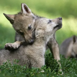 Gray wolf (Canis lupus)