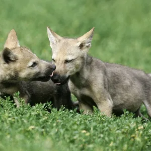 Gray wolf (Canis lupus)