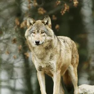 Gray wolf (Canis lupus)
