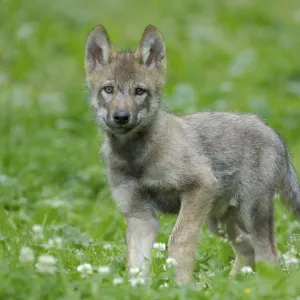 Gray wolf (Canis lupus), young animal