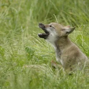 Gray wolf (Canis lupus), young animal