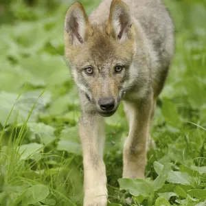 Gray wolf (Canis lupus), young animal