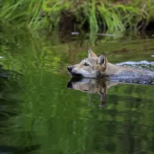 Gray wolf (Canis lupus), young animal swimming in water Gray wolf (Canis lupus), young animal swimming in water