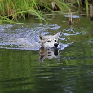 Gray wolf (Canis lupus), young animal swimming in water Gray wolf (Canis lupus), young animal swimming in water